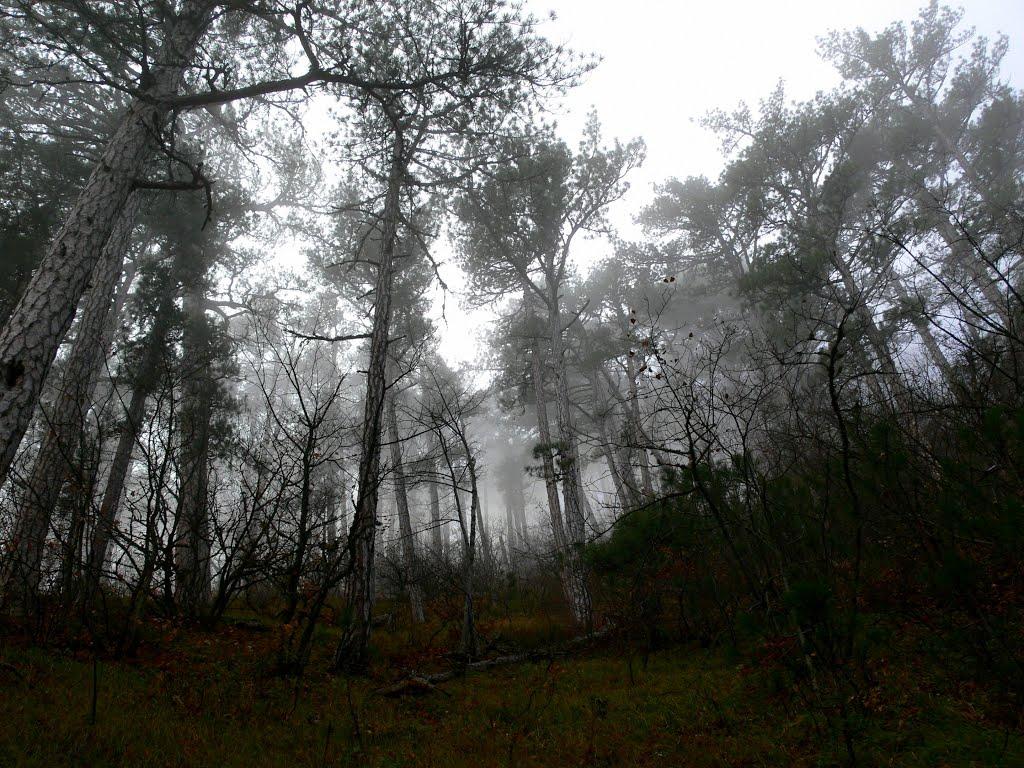 Виноградне з panoramio.com - Виноградное