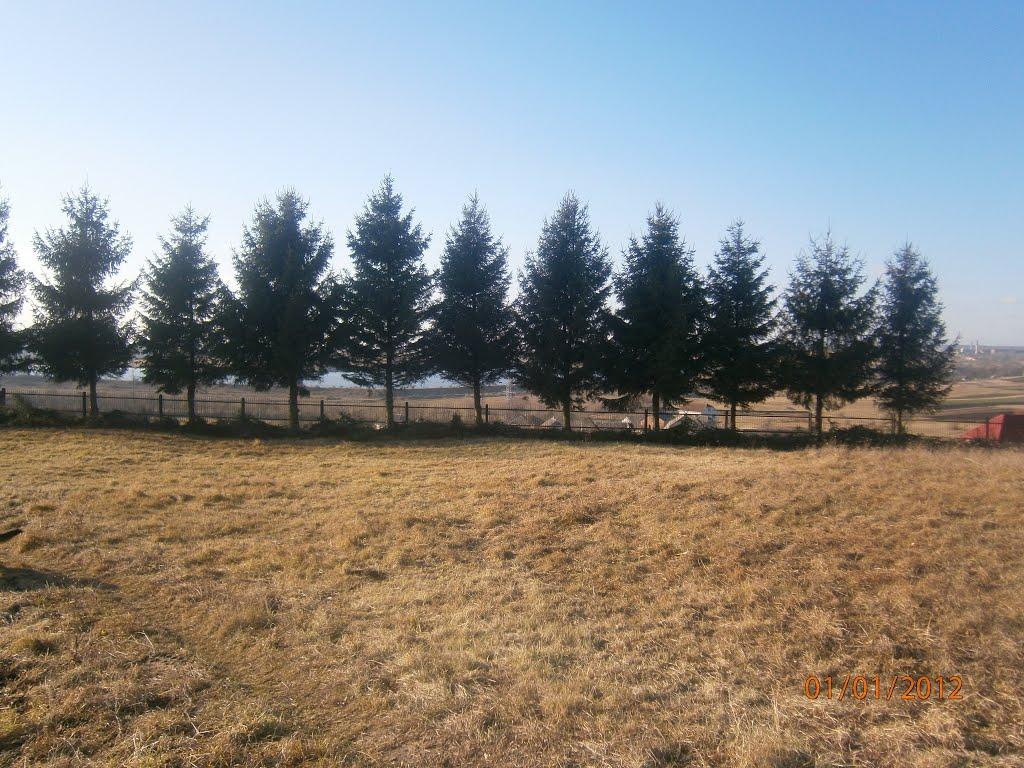 Берездівці з panoramio.com - Берездівці