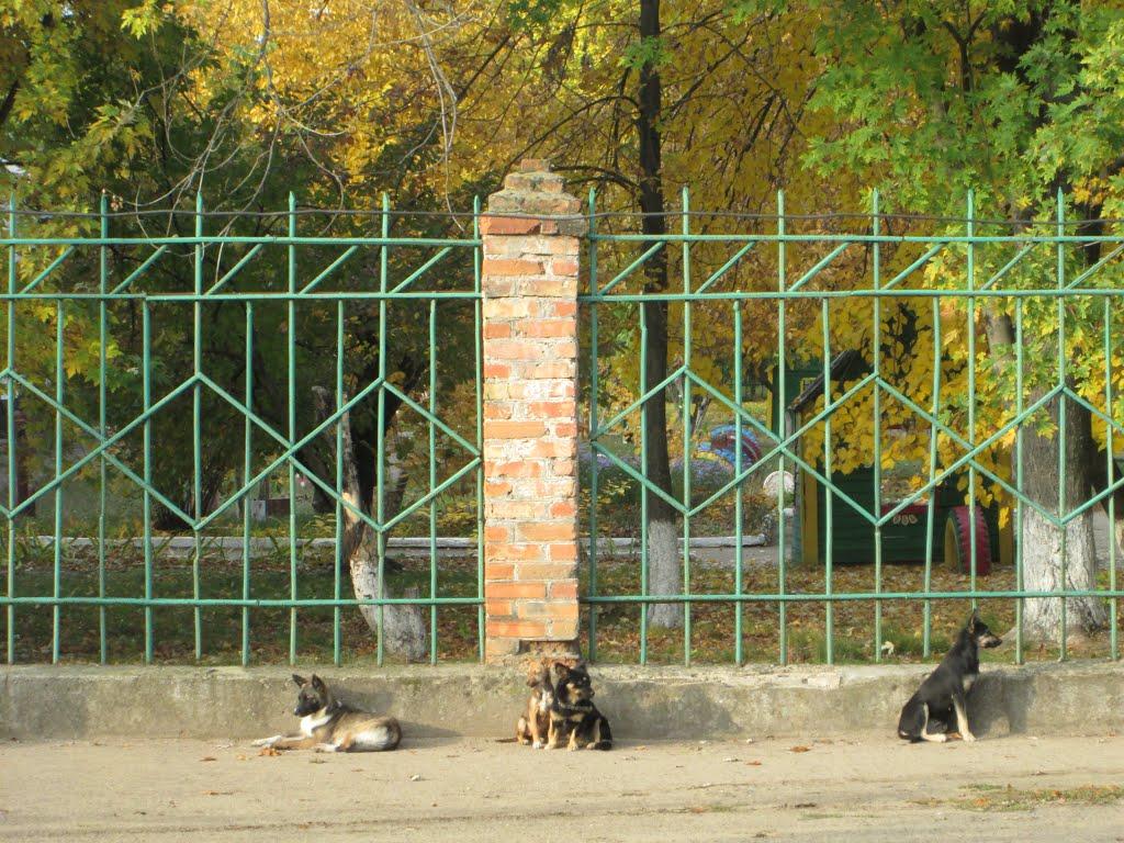 Вознесенськ з panoramio.com