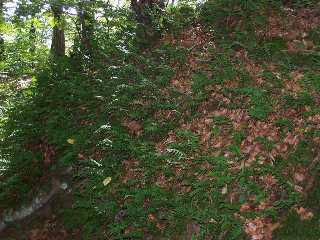 Старе Село з panoramio.com - Старе Село