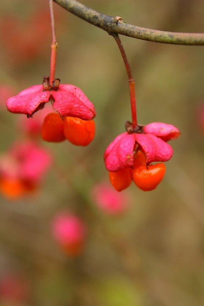 Великі Гори з panoramio.com - Великі Гори