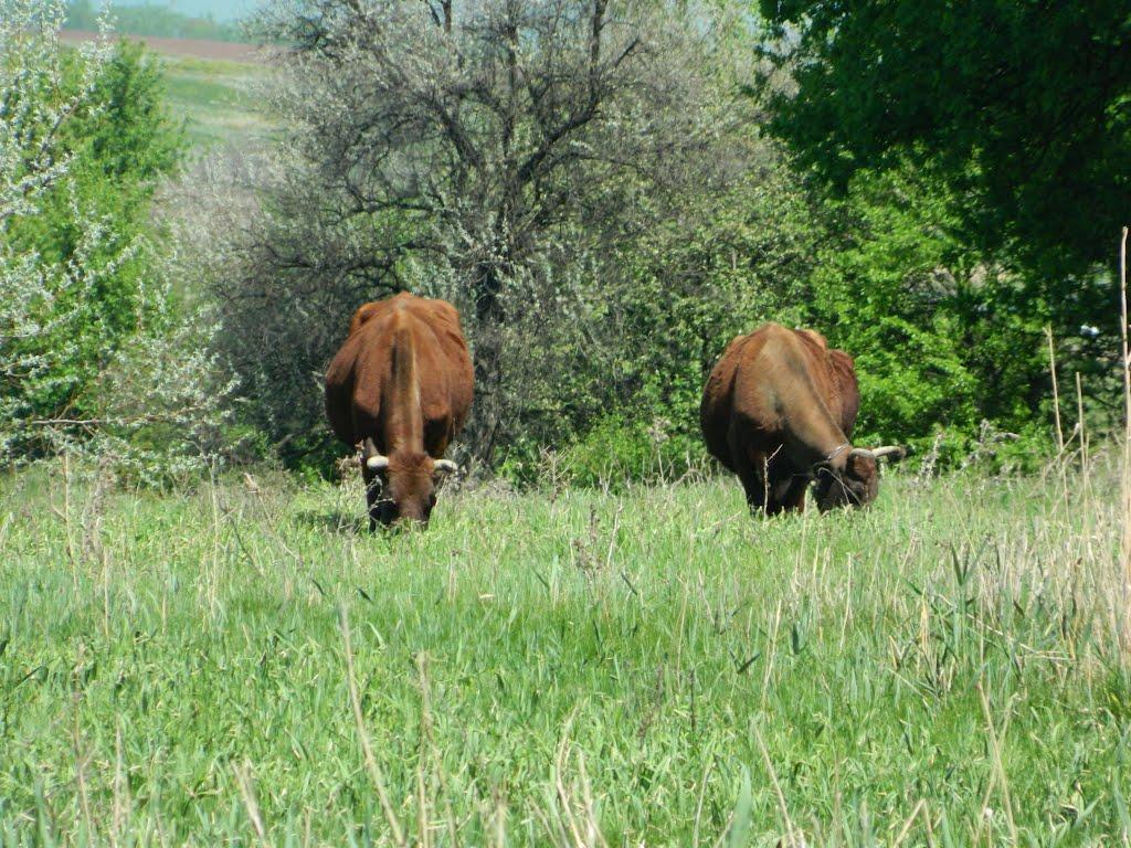 Артема з panoramio.com - Довга Балка