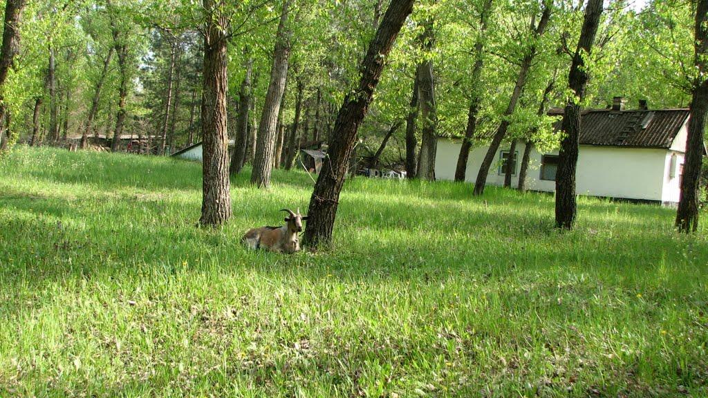 Канівське з panoramio.com - Канівське