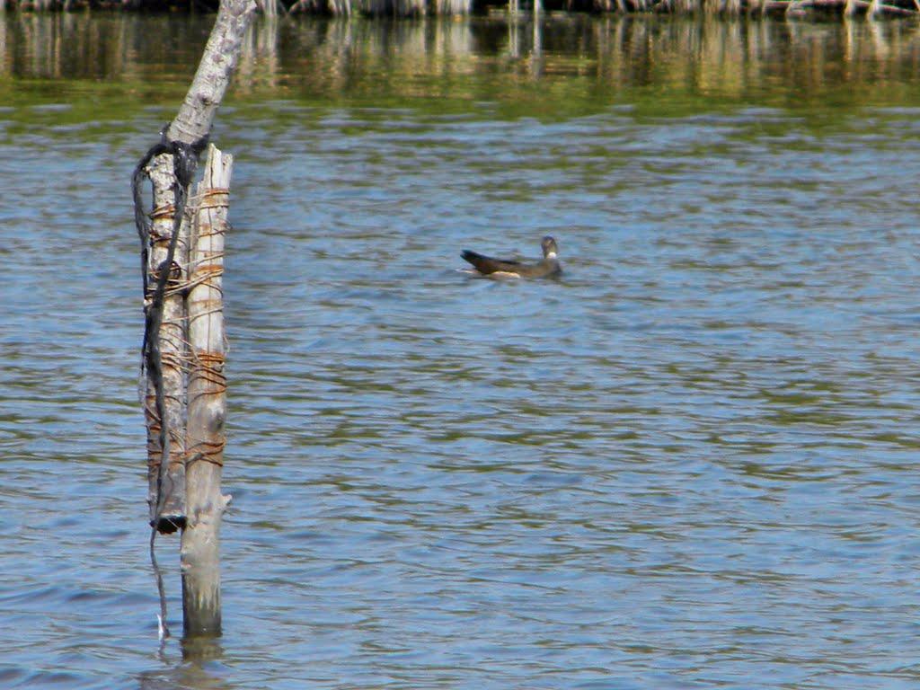 Павлівка з panoramio.com - Павловка