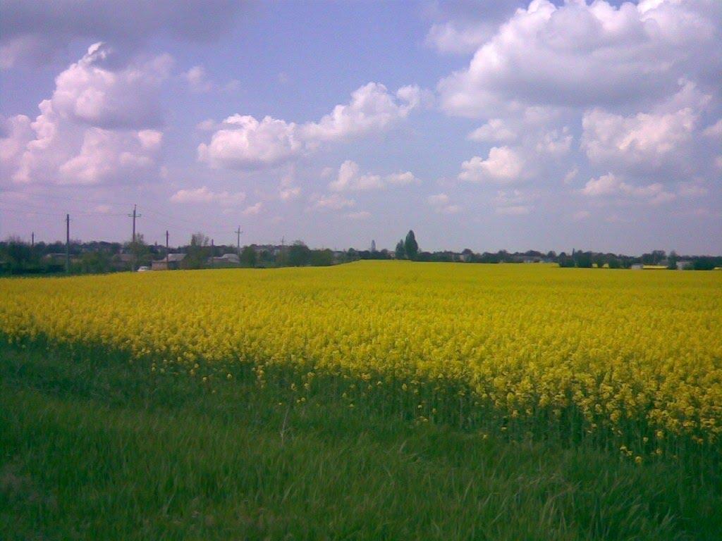 Полтавка з panoramio.com - Полтавка