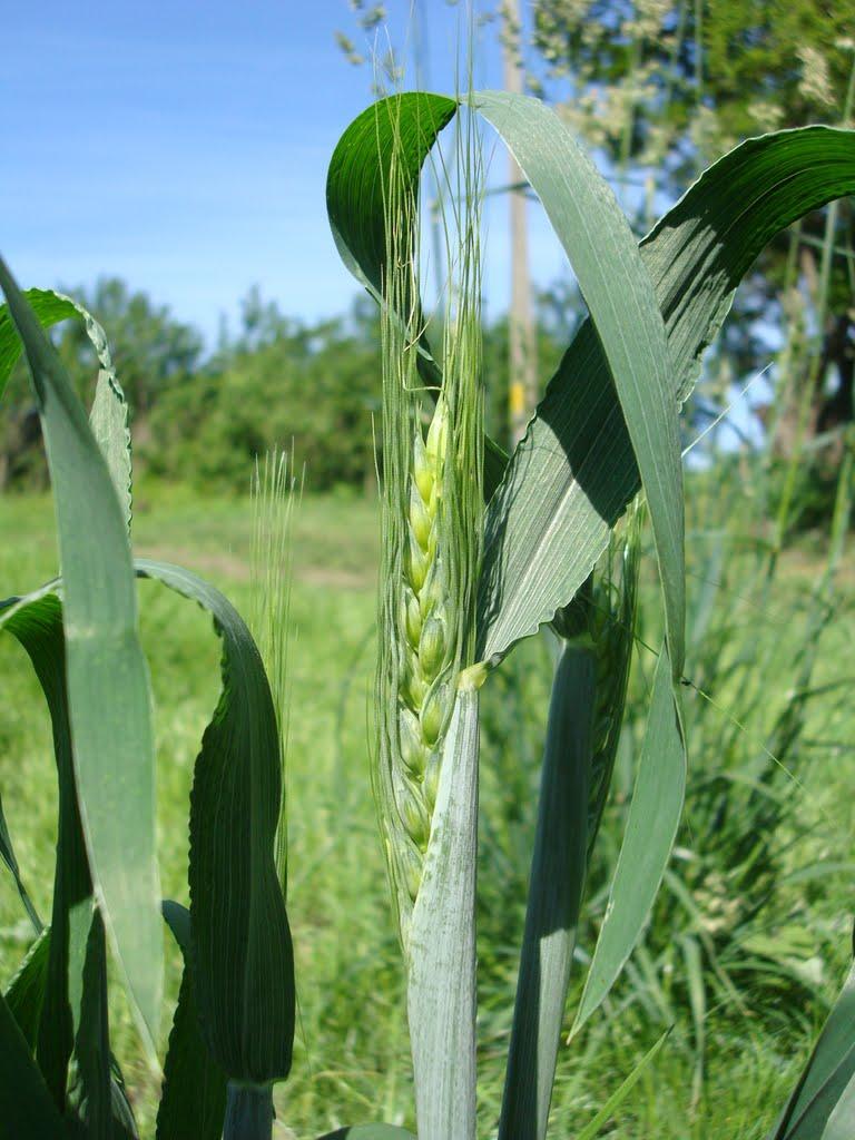 Красноліси з panoramio.com - Красноліси