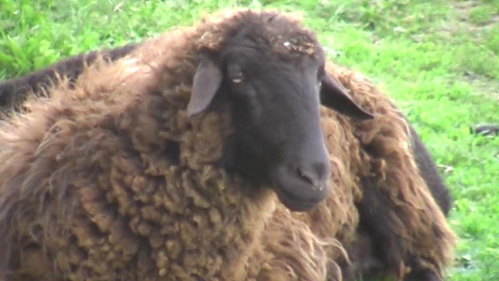 Горошків з panoramio.com - Горошків