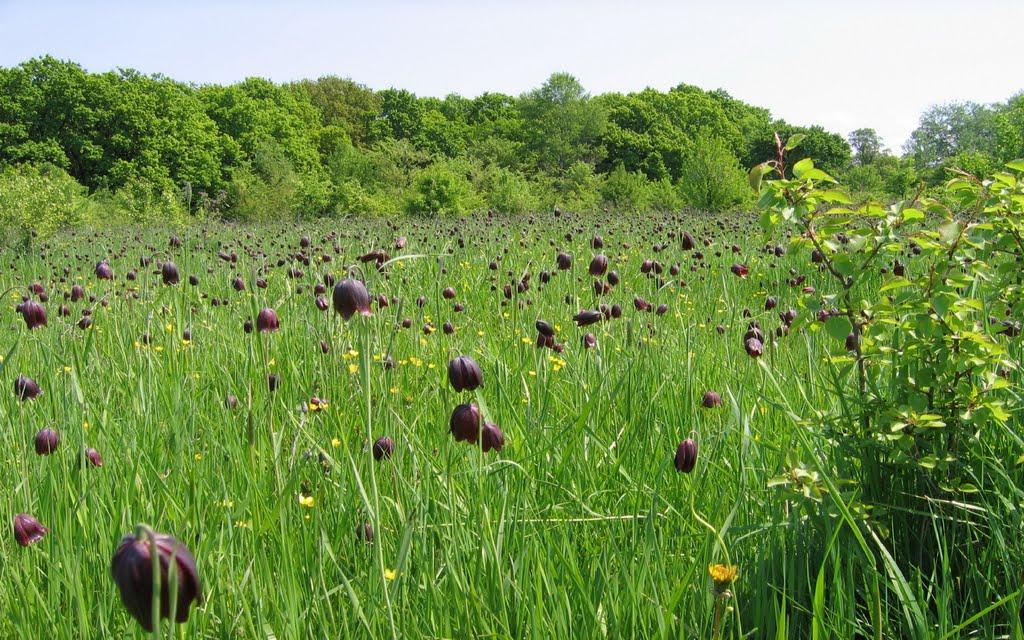Бабайківка з panoramio.com - Бабайківка