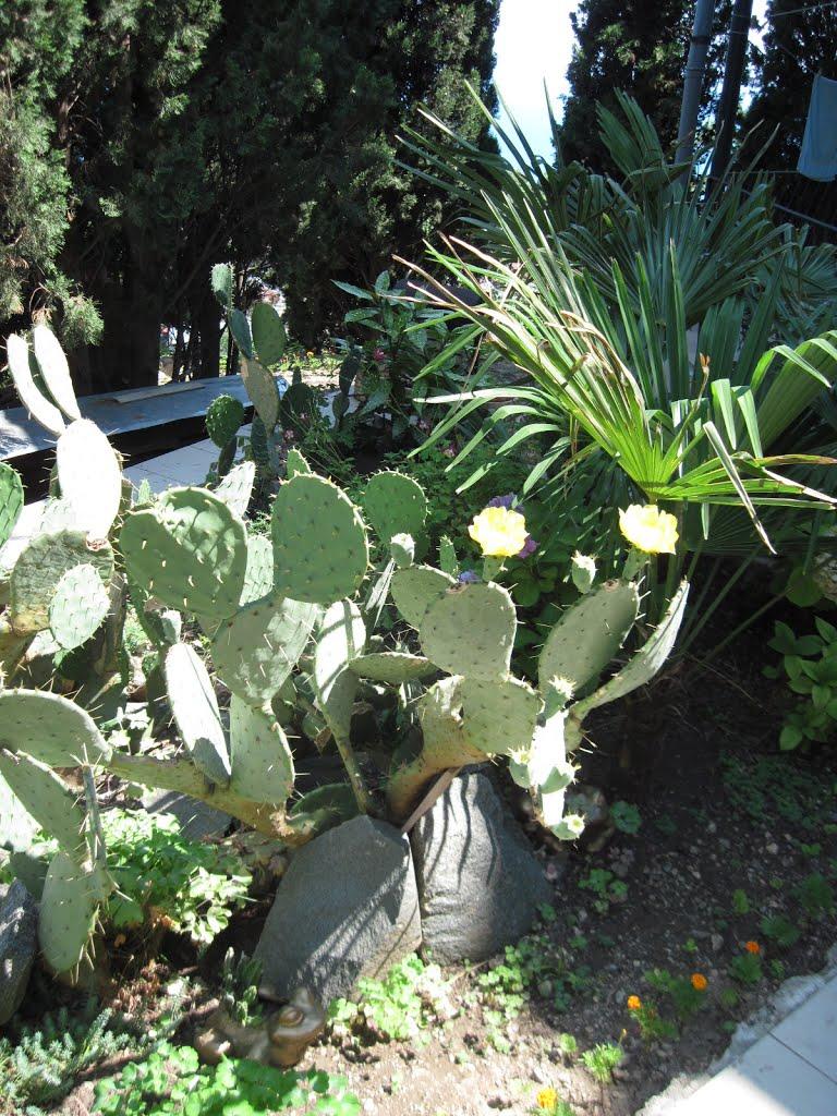 Кореїз з panoramio.com (ч.2) - Кореїз