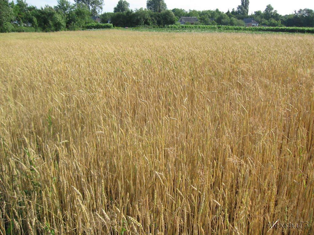 Шпендівка з panoramio.com - Шпендівка