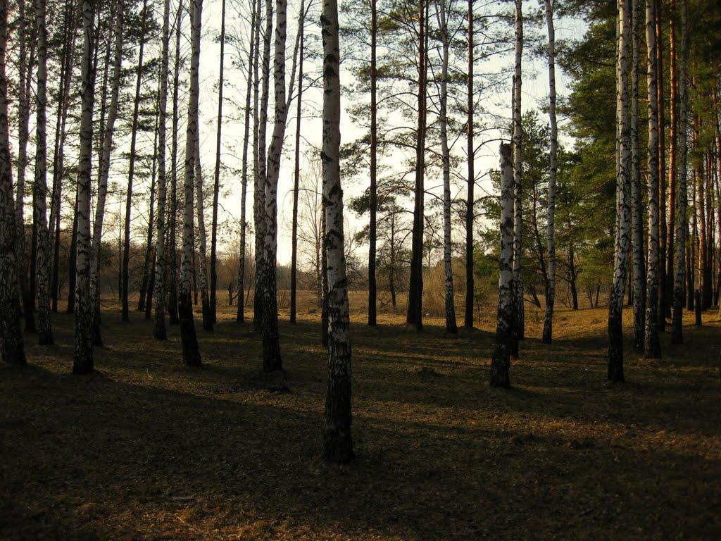 Малин з panoramio.com - Малин