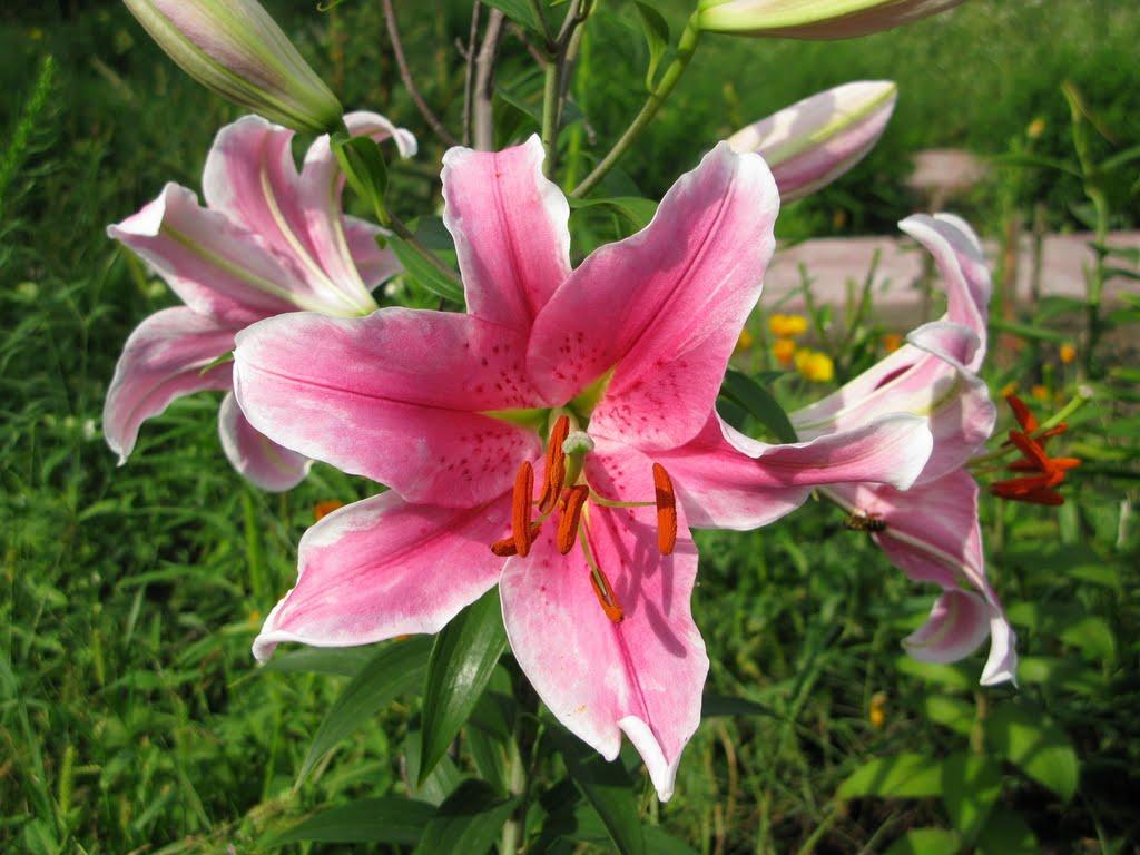 Ясногородка з panoramio.com - Ясногородка