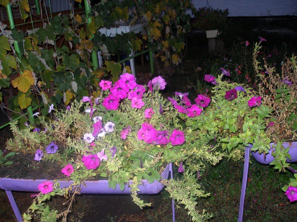 Узин з panoramio.com - Узин