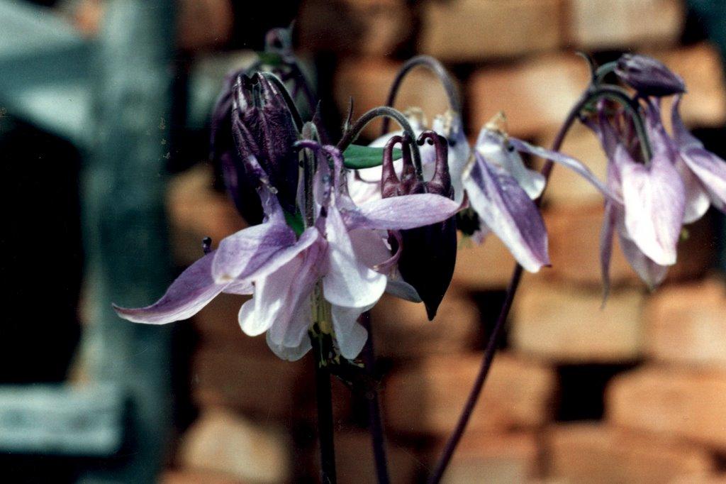 Масківці з panoramio.com - Масківці