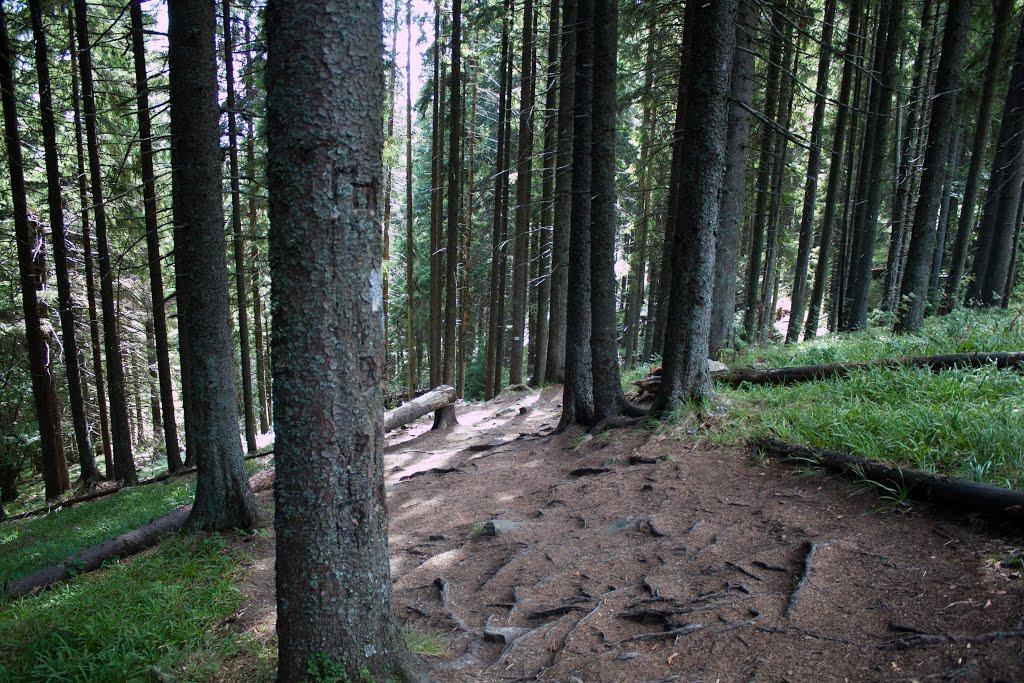 Паляниця з panoramio.com (ч.4) - Паляниця