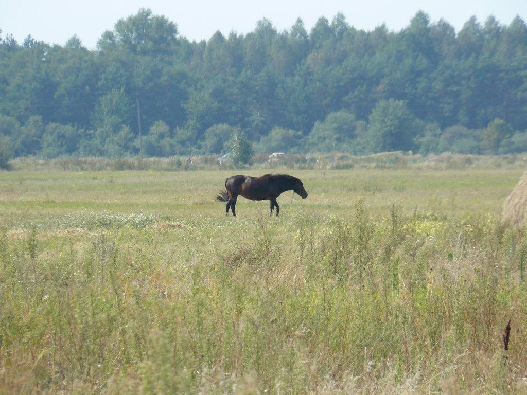Косачівка з panoramio.com - Косачівка