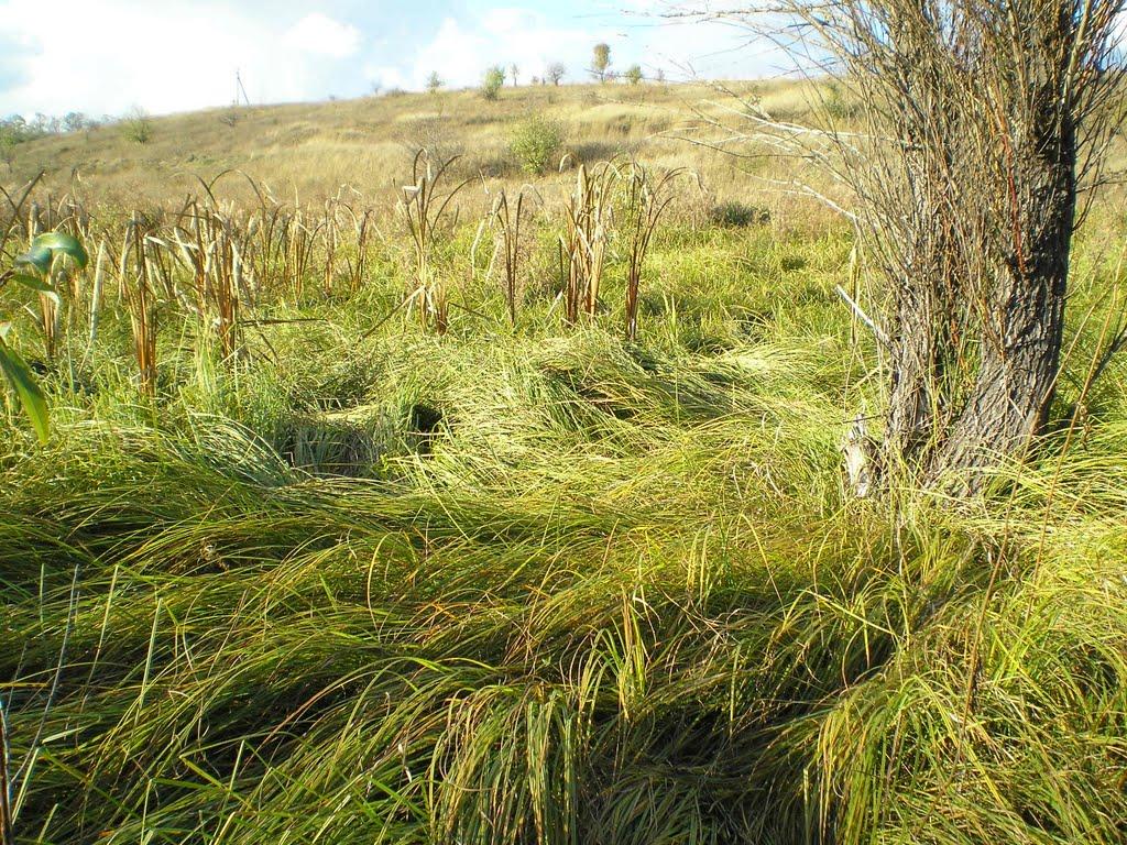 Золотий Колодязь з panoramio.com - Золотий Колодязь