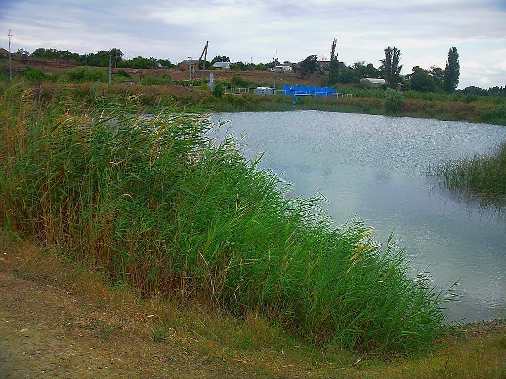 Шевченкове з panoramio.com - Шевченково