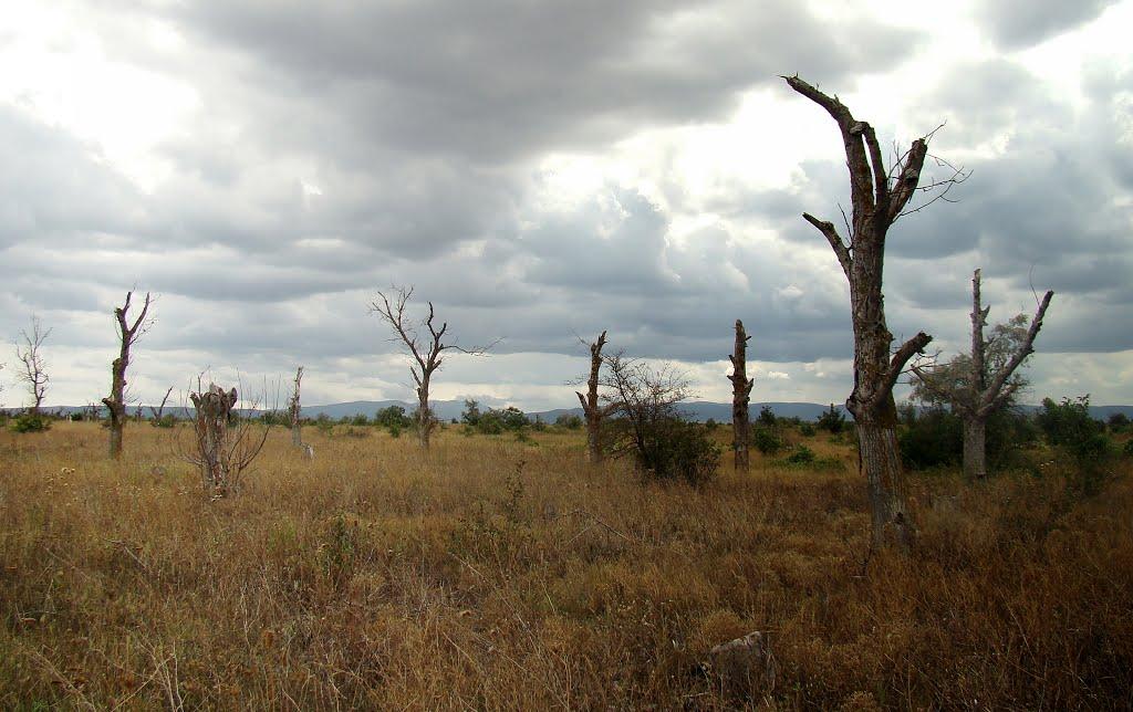 Золоте Поле з panoramio.com - Золоте Поле