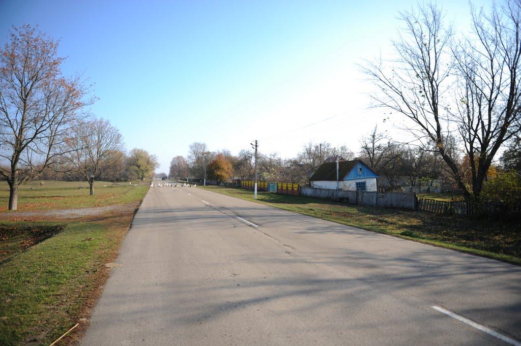 Нова Оржиця з panoramio.com - Нова Оржиця