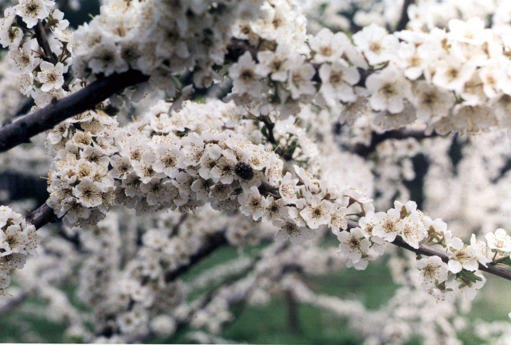 Масківці з panoramio.com - Масківці