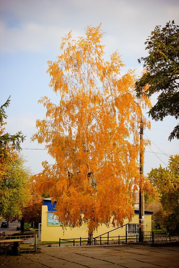 Косарі з panoramio.com (ч.2) - Косари