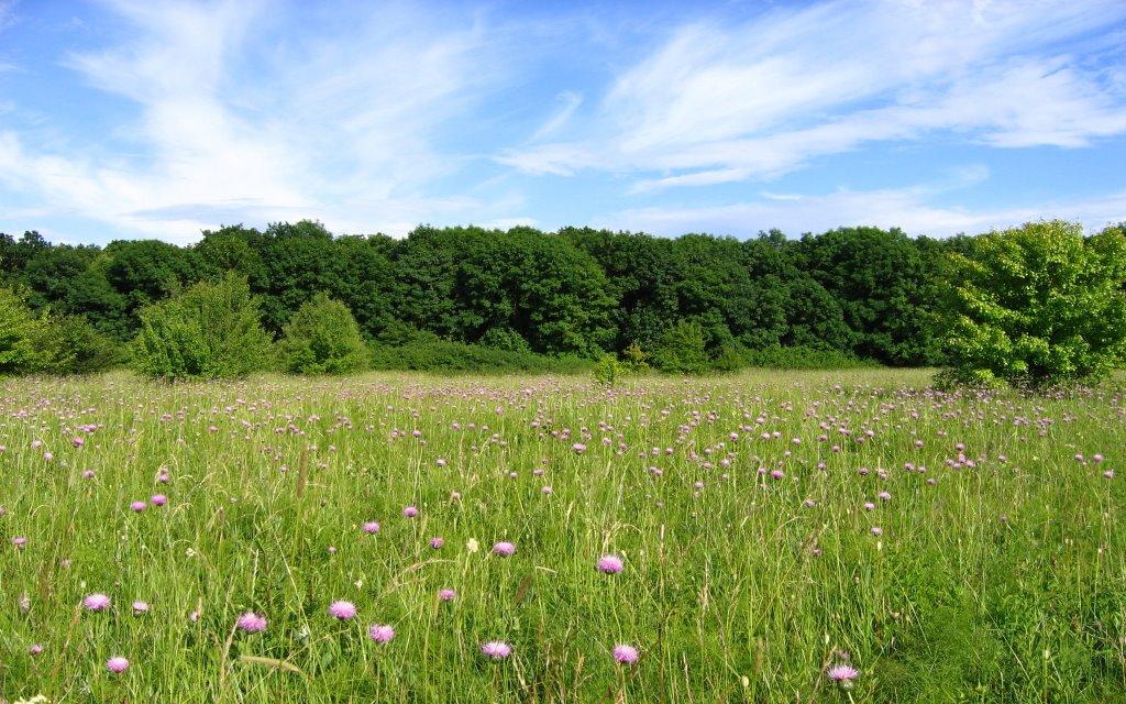 Бабайківка з panoramio.com - Бабайківка