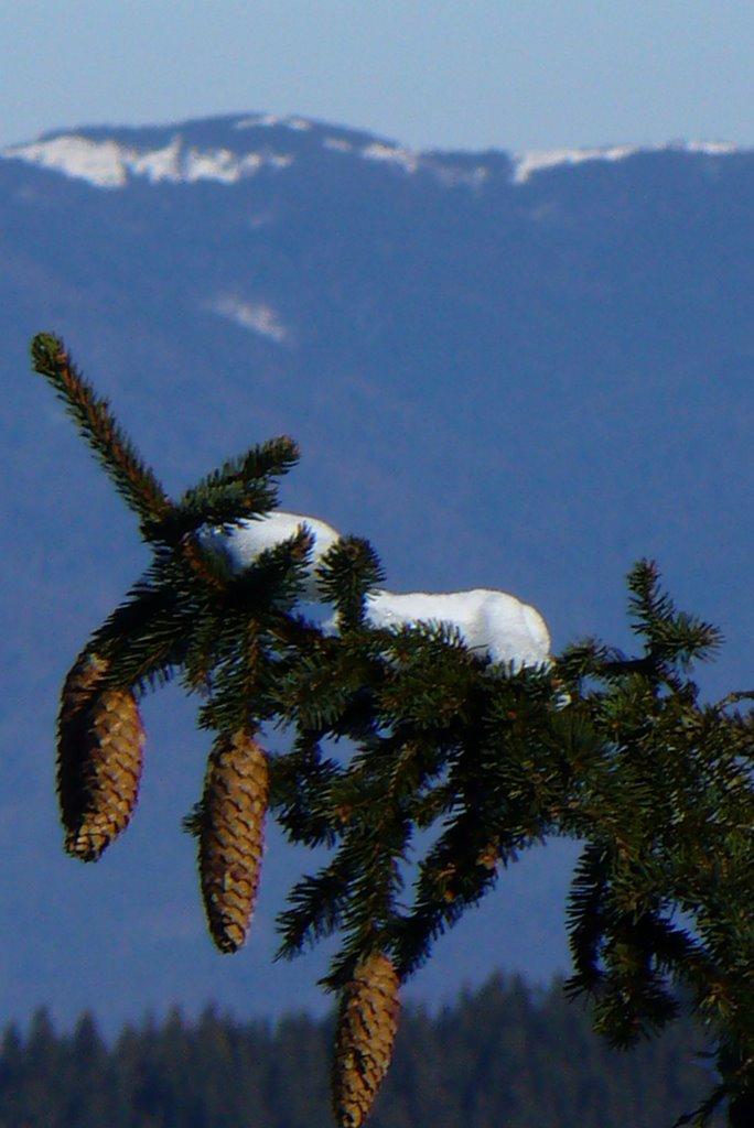 Плав'я з panoramio.com - Плав'я