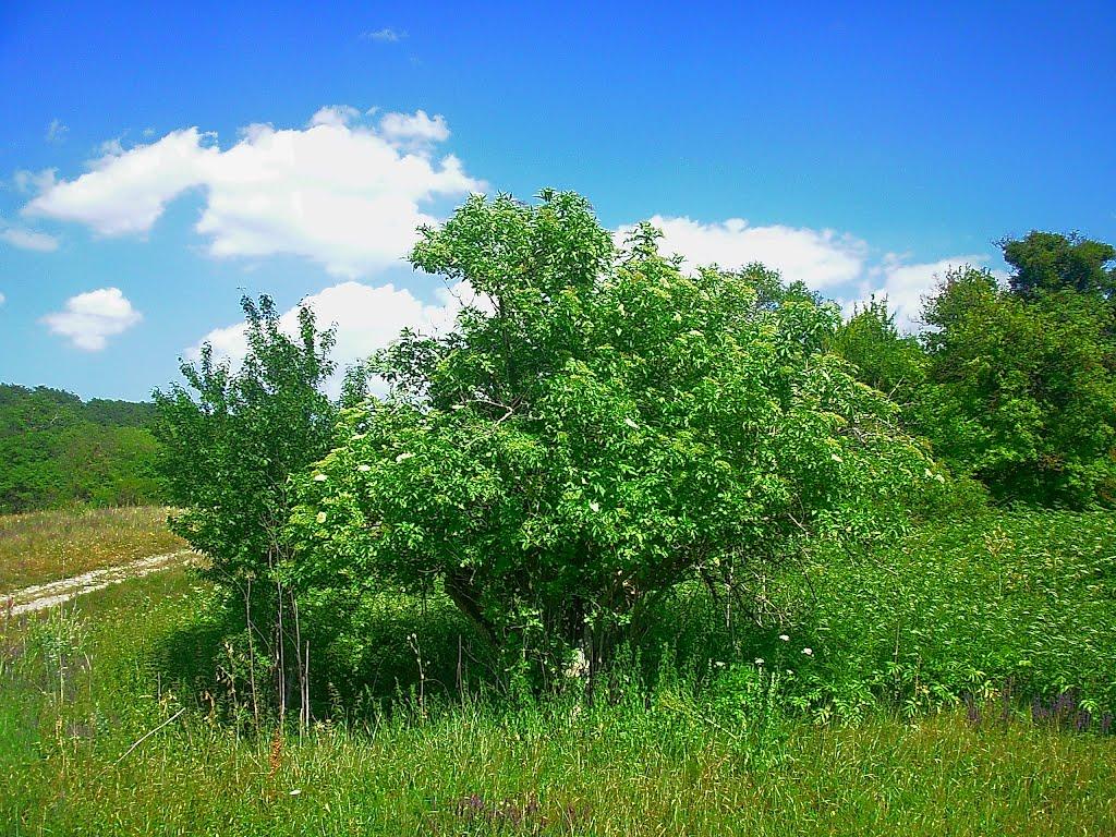 Багата Ущелина з panoramio.com - Багата Ущелина