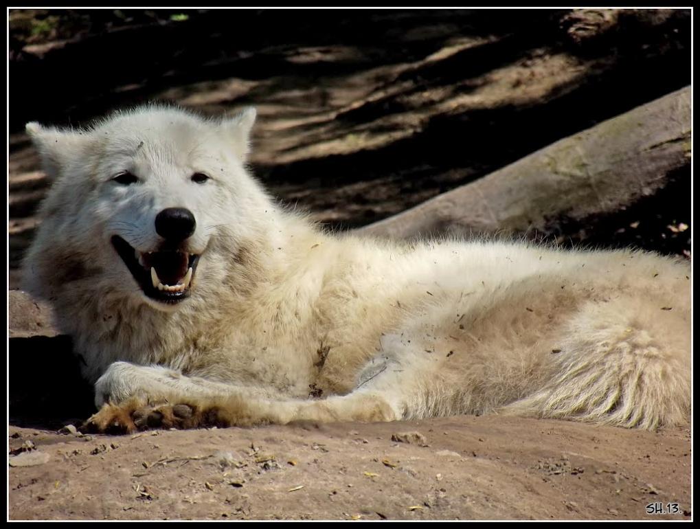 Колоденка з panoramio.com - Колоденка