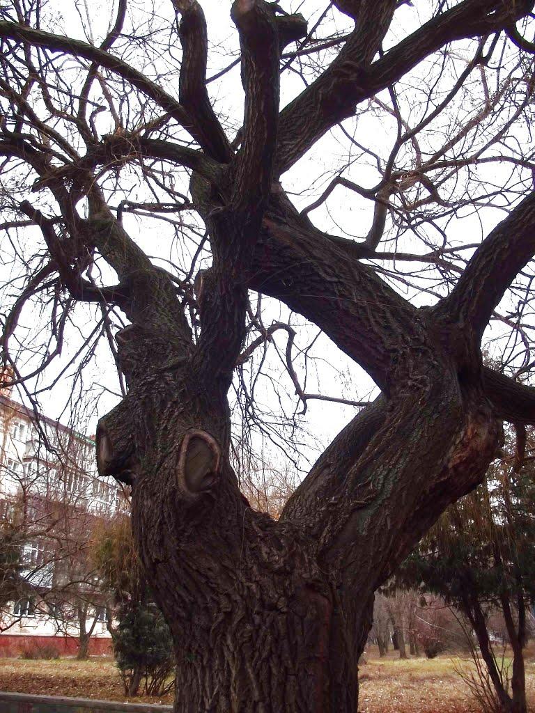 Рівне з panoramio.com (ч.5) - Ровно