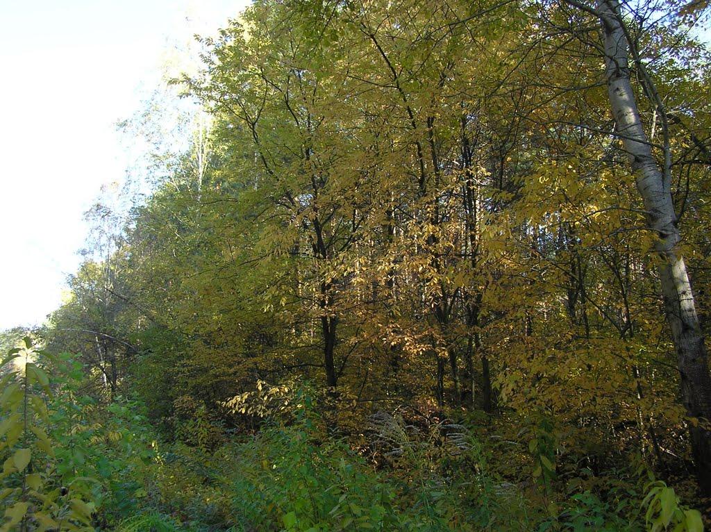 Гнідин з panoramio.com (ч.3) - Гнідин