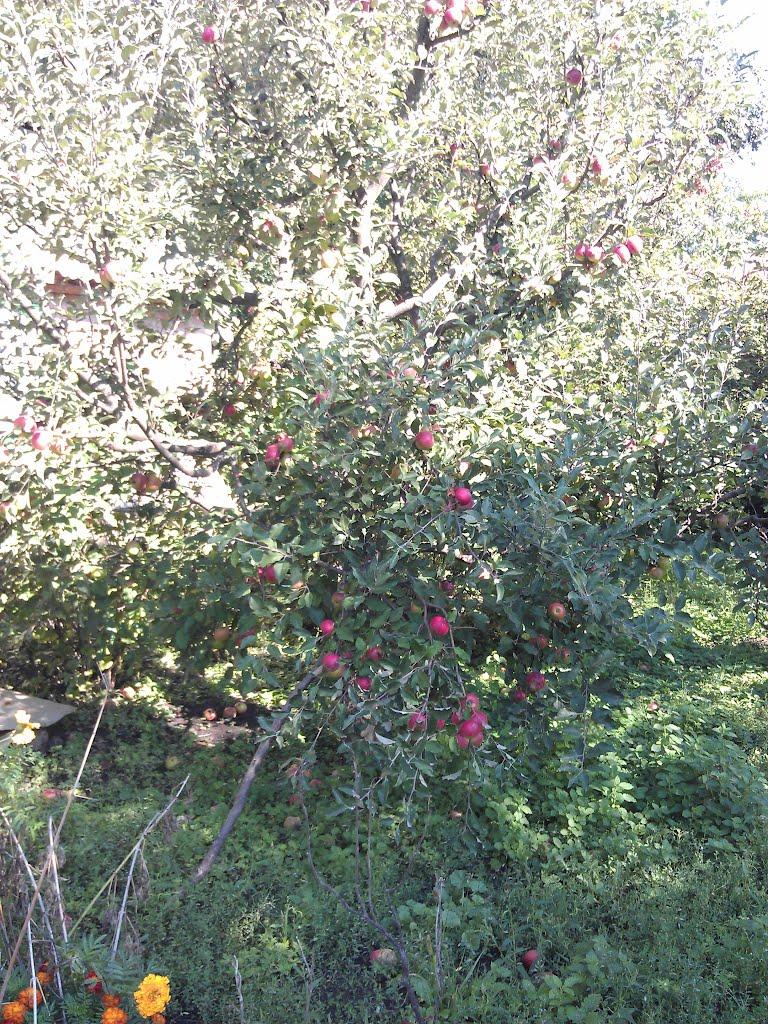 Великі Крушлинці з panoramio.com - Великі Крушлинці