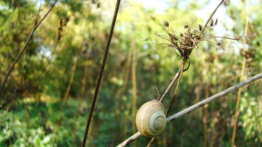 Дніпрельстан з panoramio.com - Дніпрельстан