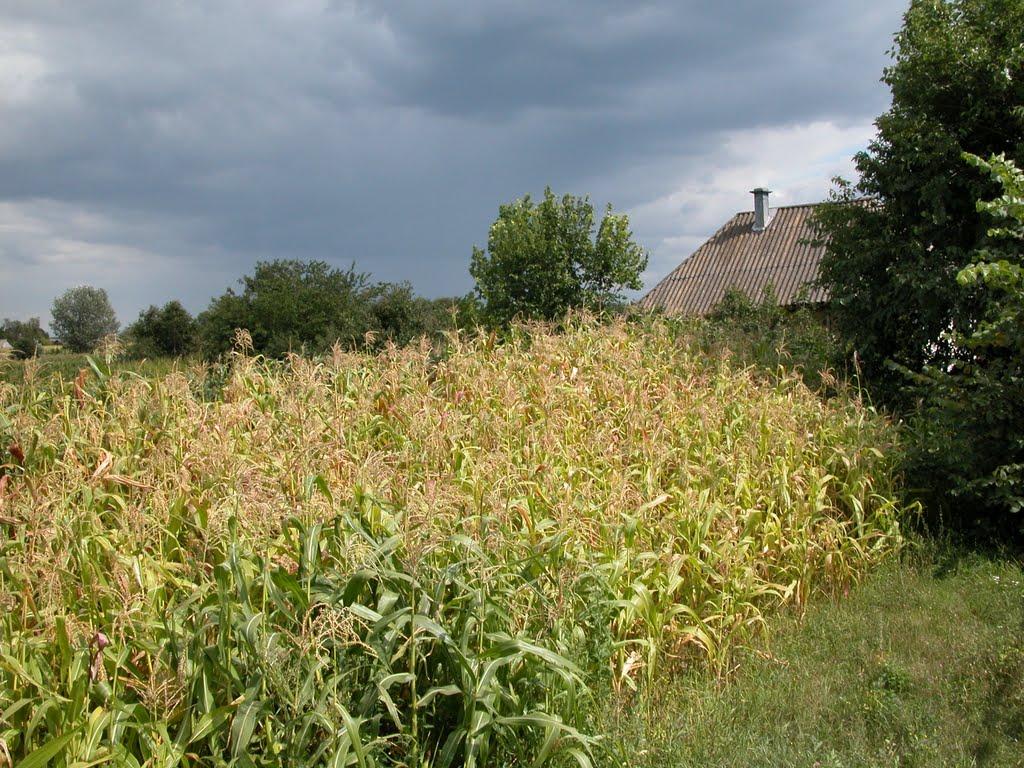 Бакаївка з panoramio.com - Бакаївка