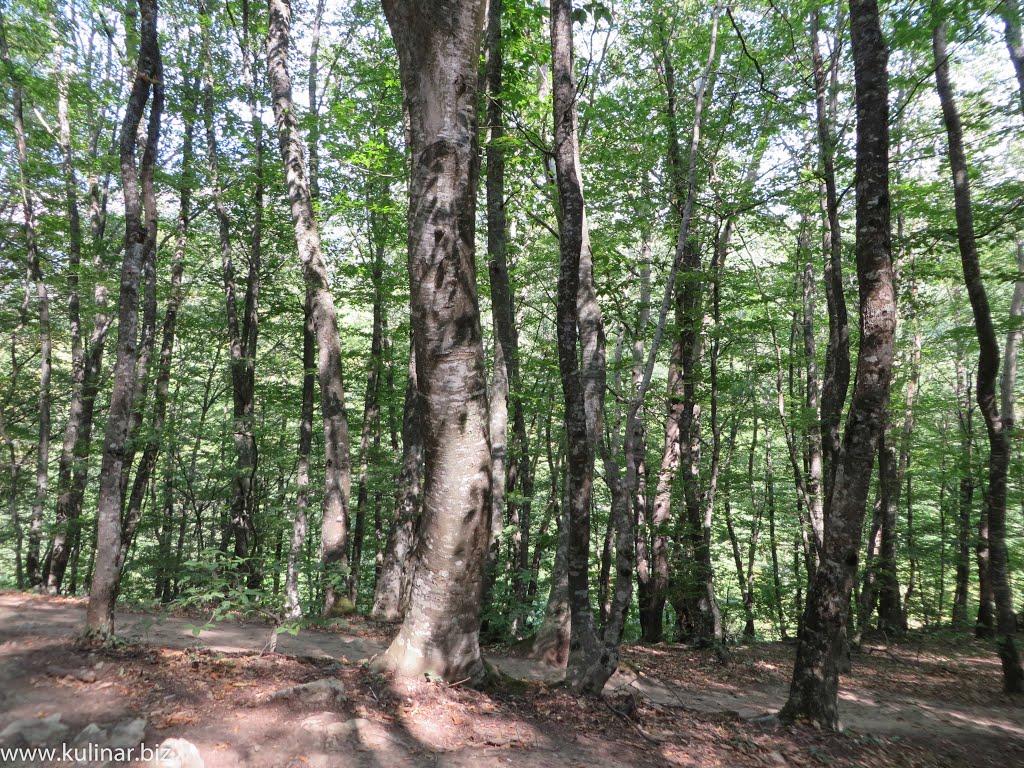 Генеральське з panoramio.com (ч.3) - Генеральское