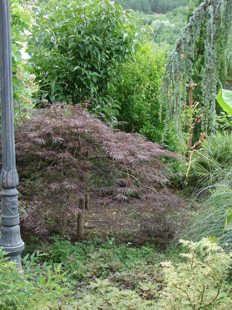 Виноградне з panoramio.com - Виноградное