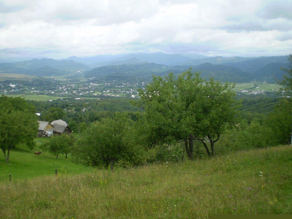 Олива з panoramio.com - Олива