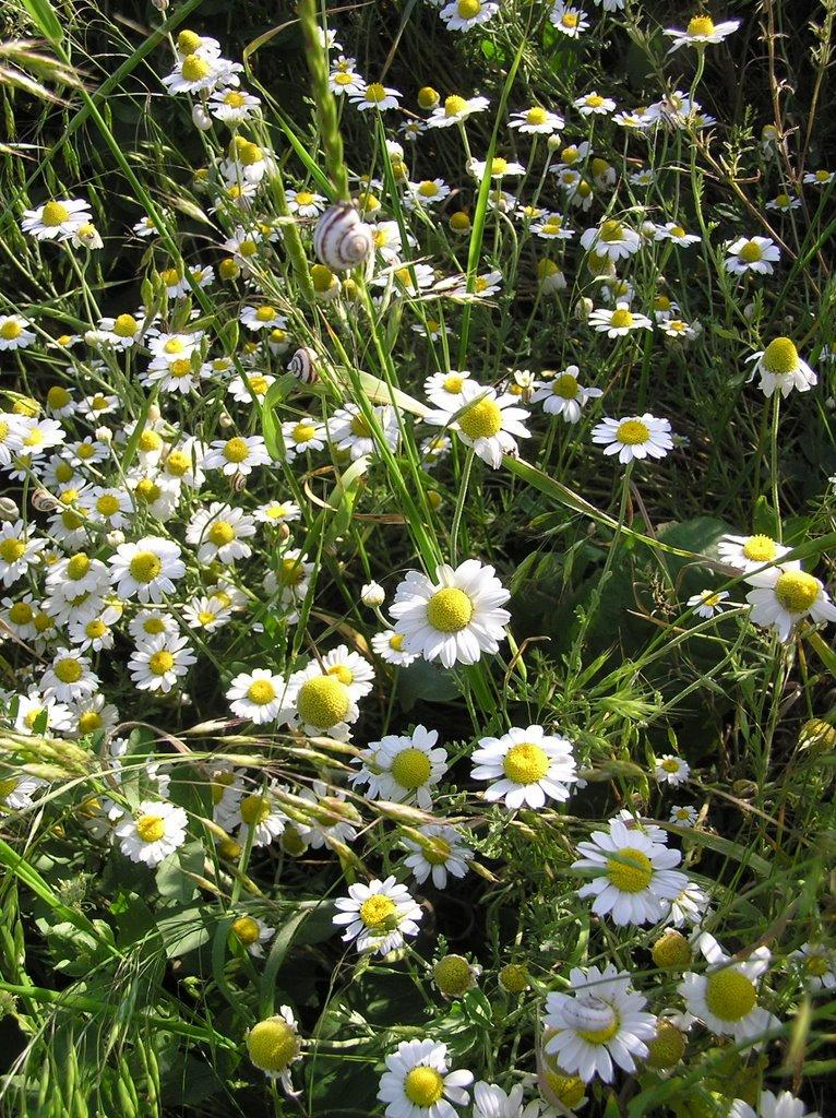 Воронівка з panoramio.com