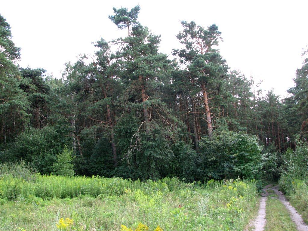 Стригани з panoramio.com - Стригани