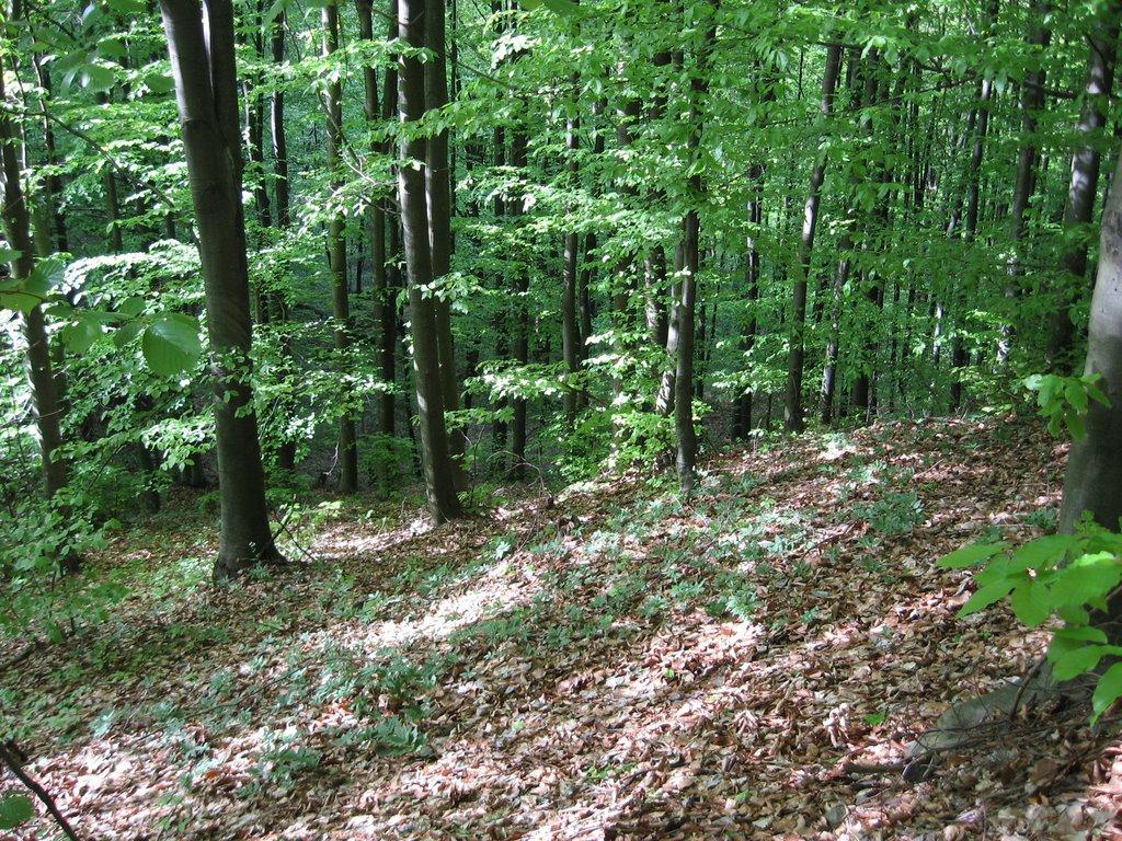 Приборжавське з panoramio.com - Приборжавське