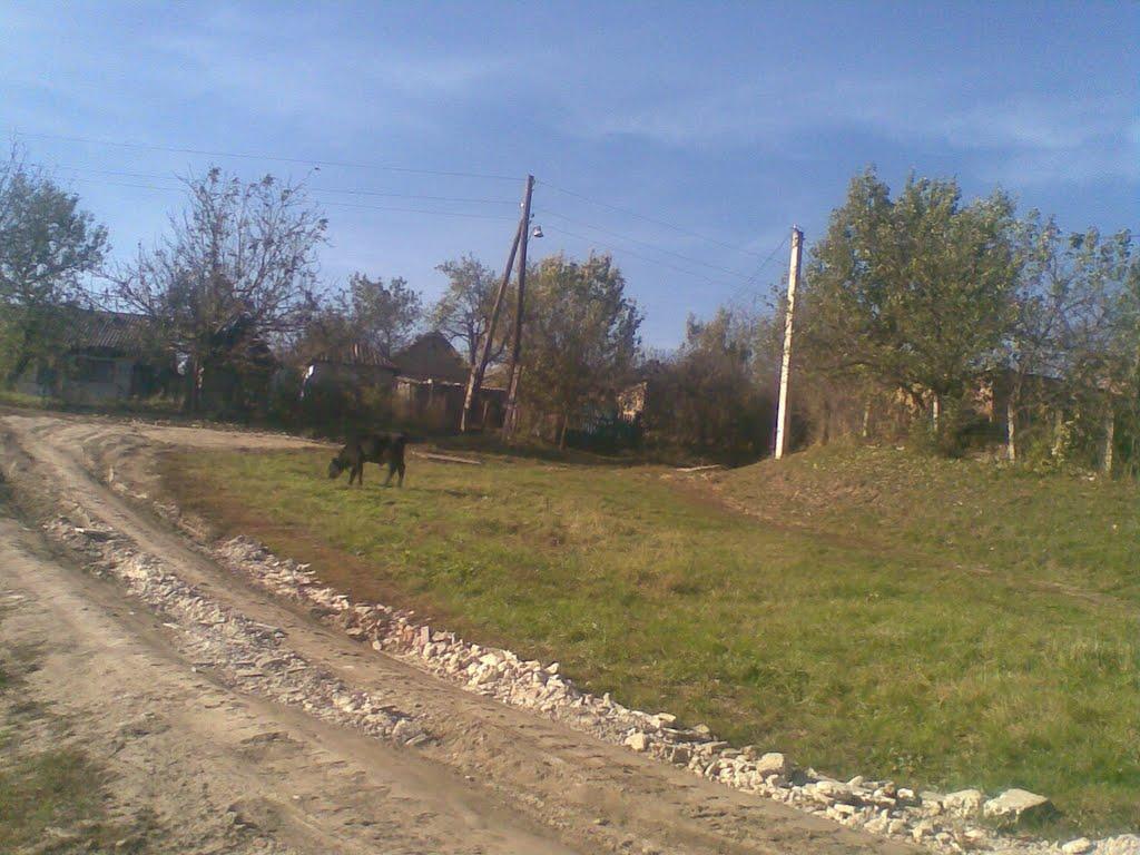 Лисогірка з panoramio.com - Лисогірка