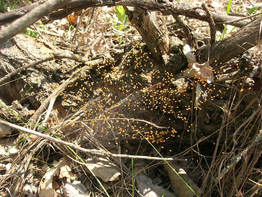 Орлівщина з panoramio.com - Орлівщина