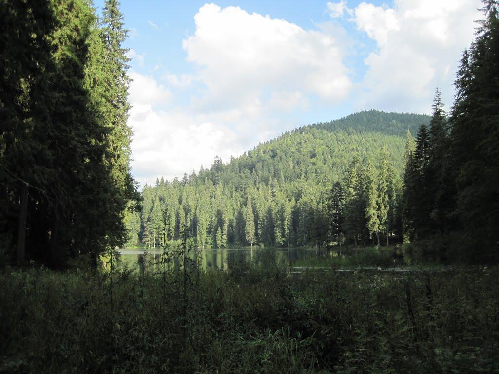 Синевирська Поляна з panoramio.com - Синевирська Поляна