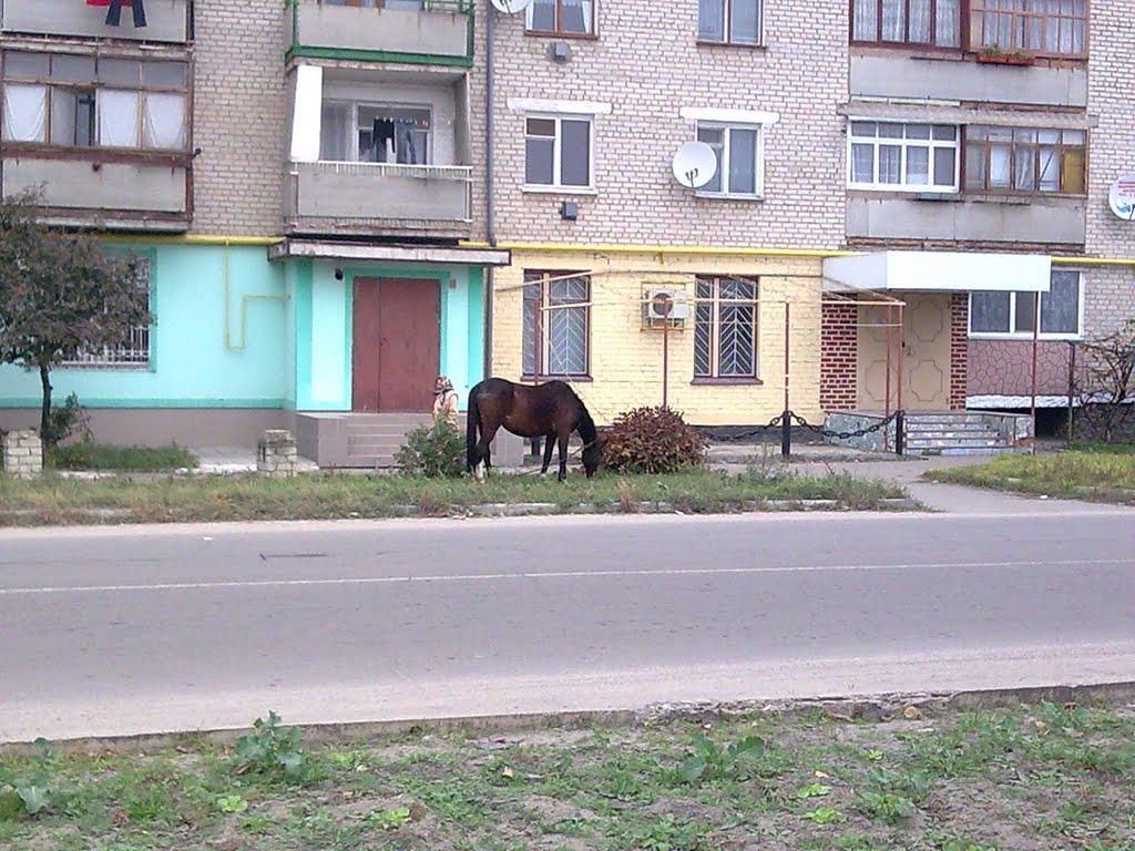 Скадовськ з panoramio.com - Скадовськ
