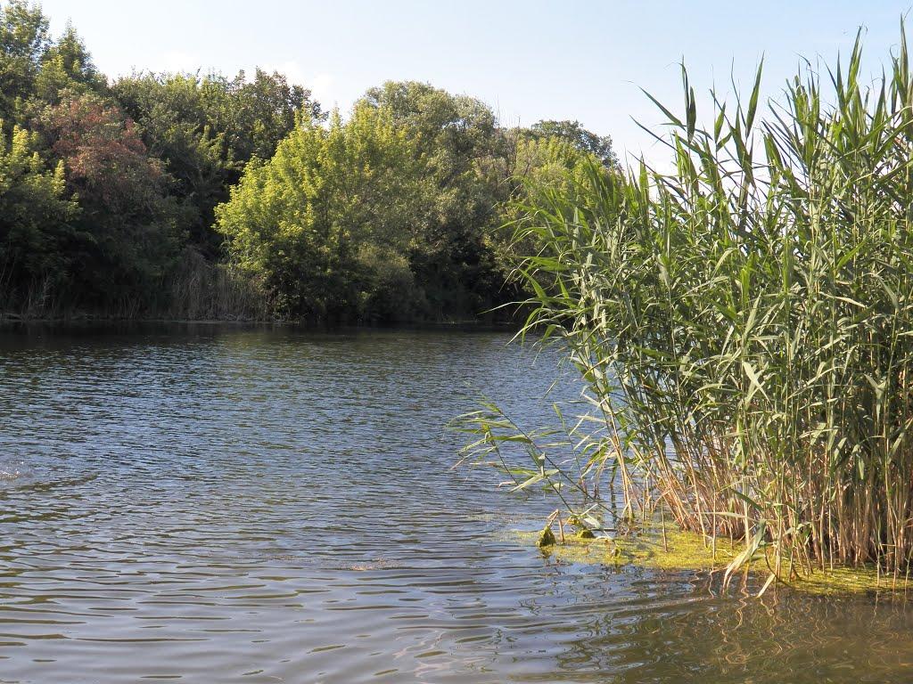 Вільне з panoramio.com - Вільне