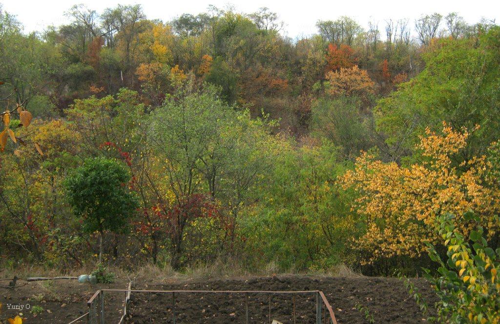 Широка Дача з panoramio.com - Широка Дача