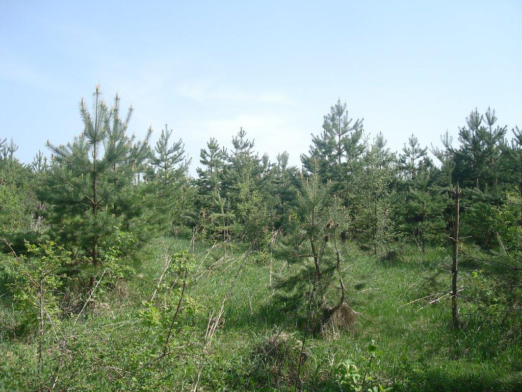 Любомирівка з panoramio.com - Любомирівка