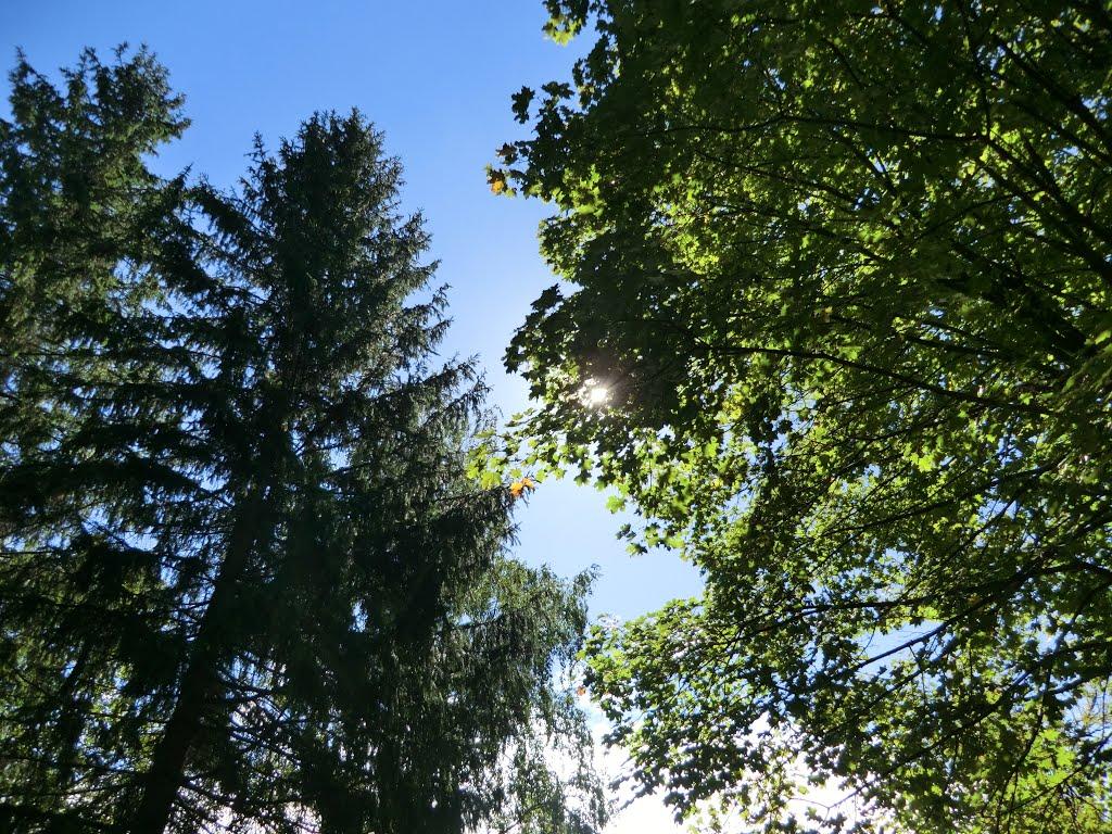 Малий Вистороп з panoramio.com - Малий Вистороп