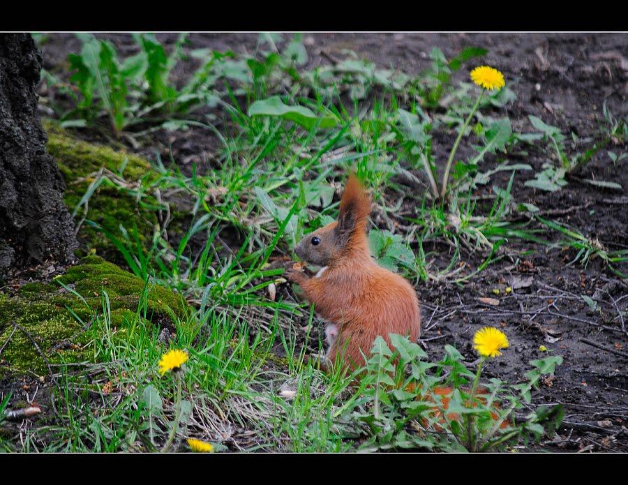 Волочиськ з panoramio.com - Волочиськ